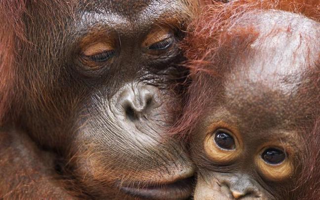 Los orangutanes son nativos de las islas de Borneo y Sumatra en el sudente asiático.