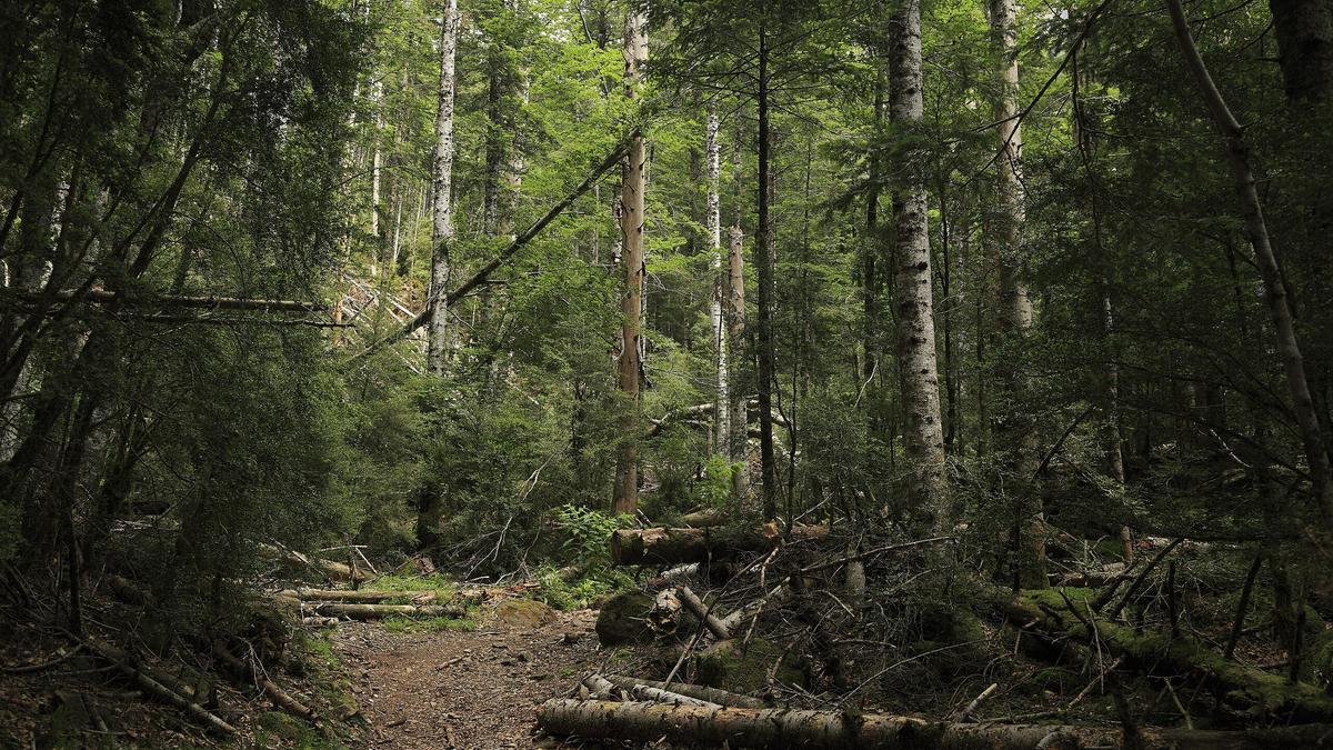 El sendero hacia Cotatuero transcurre por un bosque de cuento..