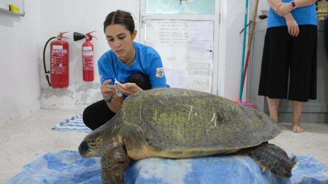 Manejo de fauna silvestre realizado por profesionales bajo permisos de la Autoridad Reguladora del Mediambiente de Maldivas	[Foto: Elsa Stocking]