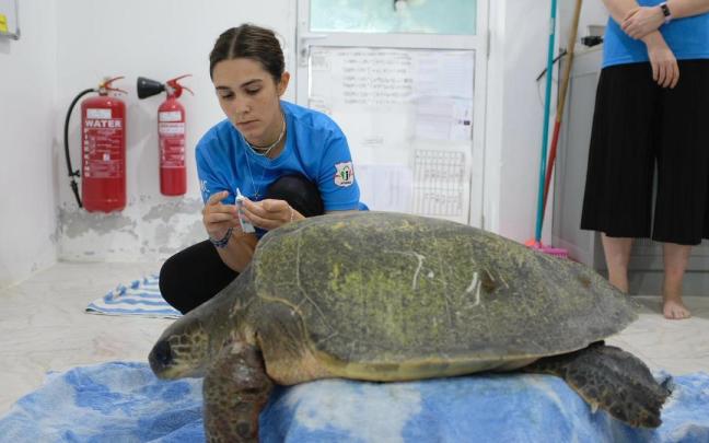 Manejo de fauna silvestre realizado por profesionales bajo permisos de la Autoridad Reguladora del Mediambiente de Maldivas	[Foto: Elsa Stocking]