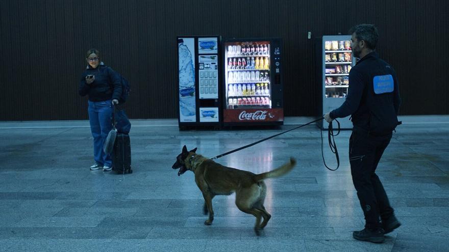 Así trabaja Tyrion, el perro policía antidroga de la Policía Municipal de Pamplona