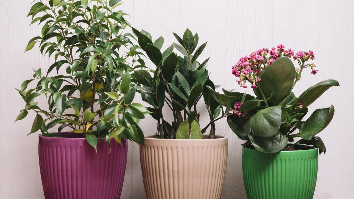 Así puedes hacer hidrogel para que tus plantas estén cuidadas si te vas de vacaciones.