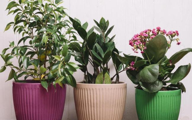 Así puedes hacer hidrogel para que tus plantas estén cuidadas si te vas de vacaciones. Así puedes hacer hidrogel para que tus plantas estén cuidadas si te vas de vacaciones.