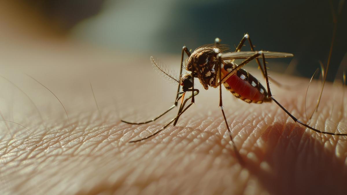 Entre los principios activos con mayor evidencia frente al mosquito tigre se encuentran el DEET, la icaridina y el IR3535.