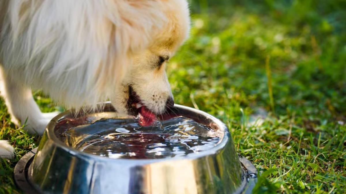 Los perros no regulan su temperatura corporal a través del sudor, como los humanos, sino mediante el jadeo y la ingesta de agua