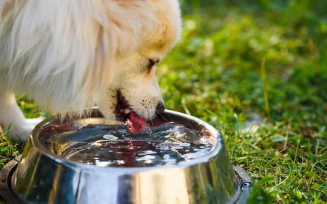Los perros no regulan su temperatura corporal a través del sudor, como los humanos, sino mediante el jadeo y la ingesta de agua / Freepik Los perros no regulan su temperatura corporal a través del sudor, como los humanos, sino mediante el jadeo y la ingesta de agua