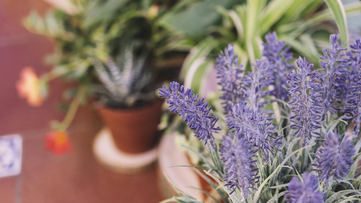 Planta de lavanda en una terraza.