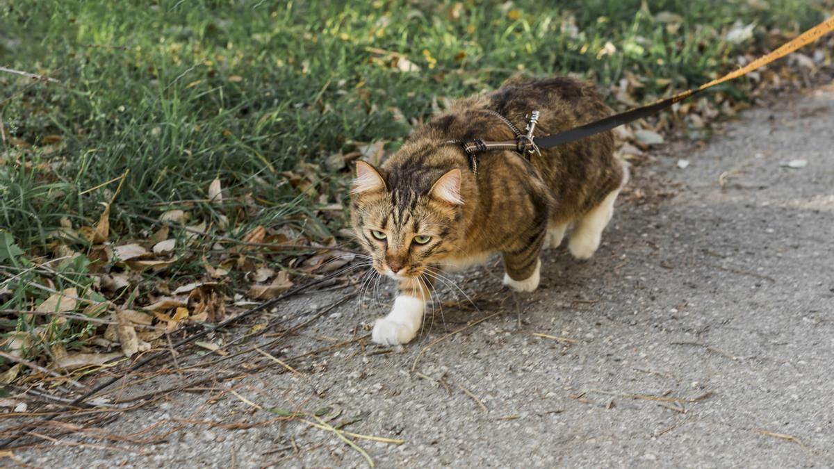 Un gato pasea por la calle con correa.