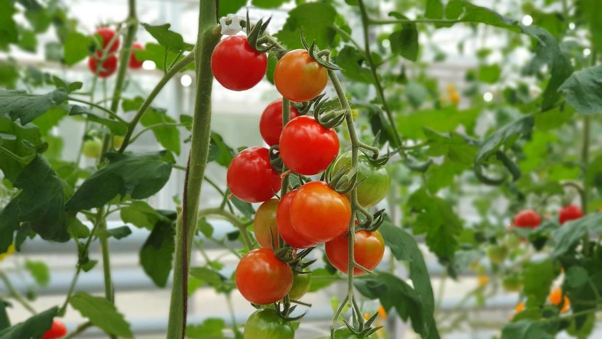 Los investigadores usaron plantas de tomate y de tabaco para su estudio.