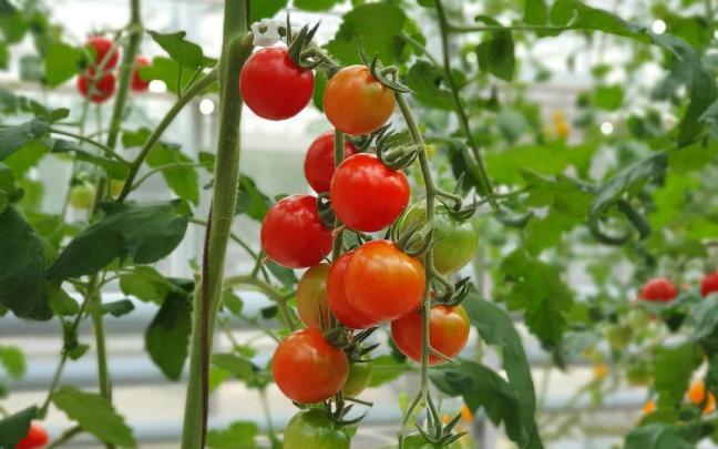 Los investigadores usaron plantas de tomate y de tabaco para su estudio. Los investigadores usaron plantas de tomate y de tabaco para su estudio.