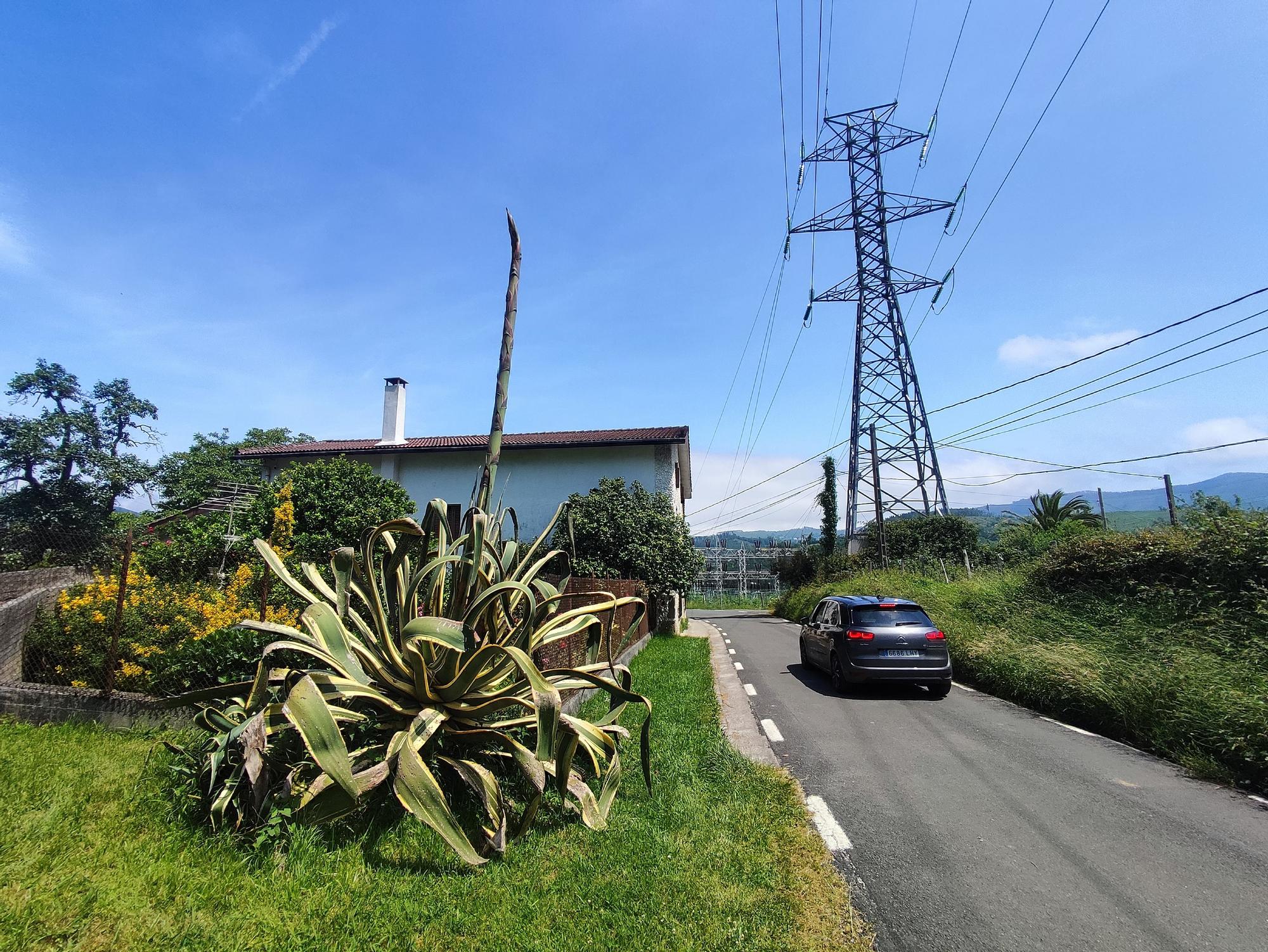 La floración de la planta marca el inicio de la fase reproductiva y, también, su próxima muerte