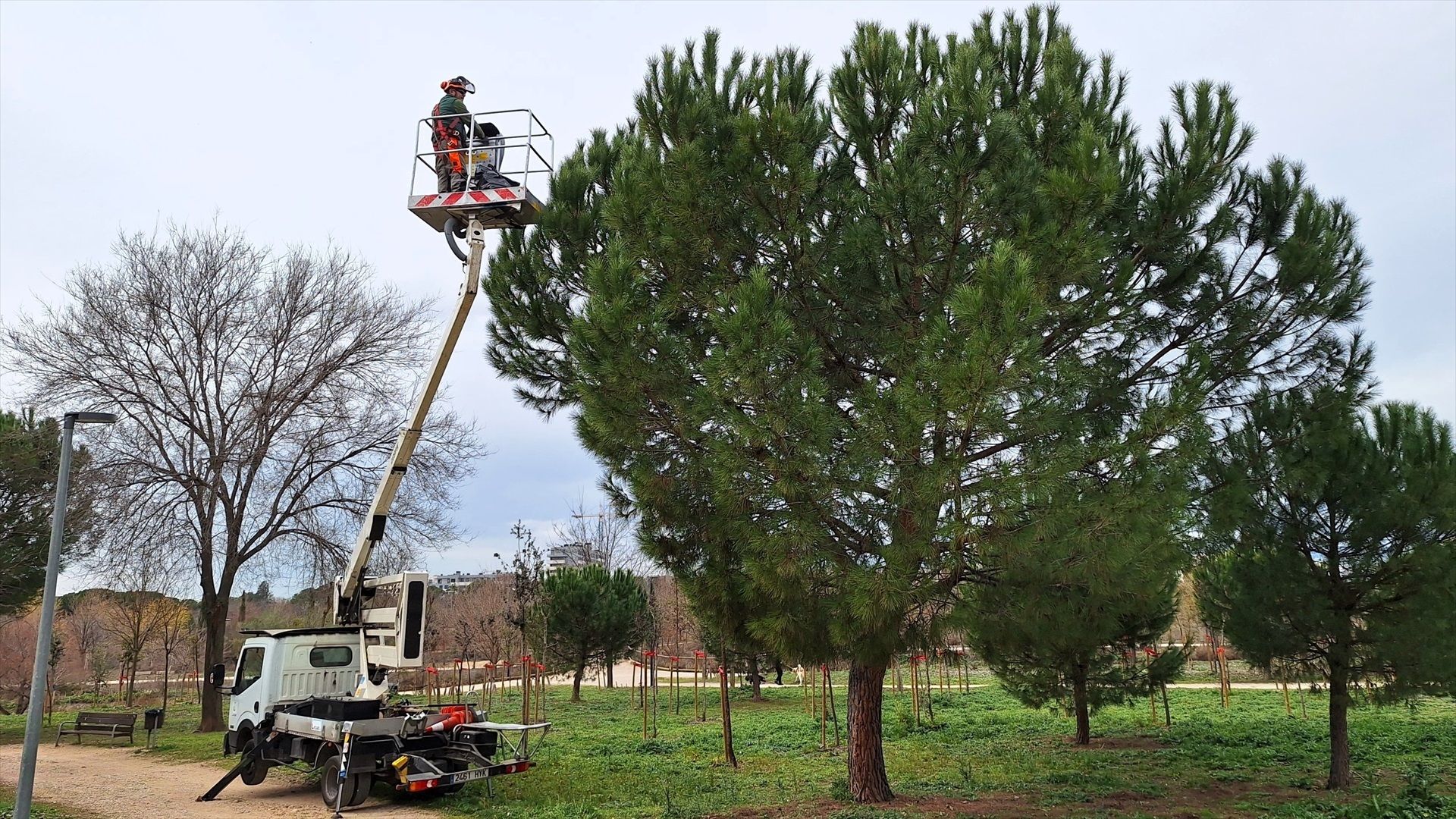 Imagen de una campaña de control orugas procesionarias en los pinos. Imagen de una campaña de control orugas procesionarias en los pinos.