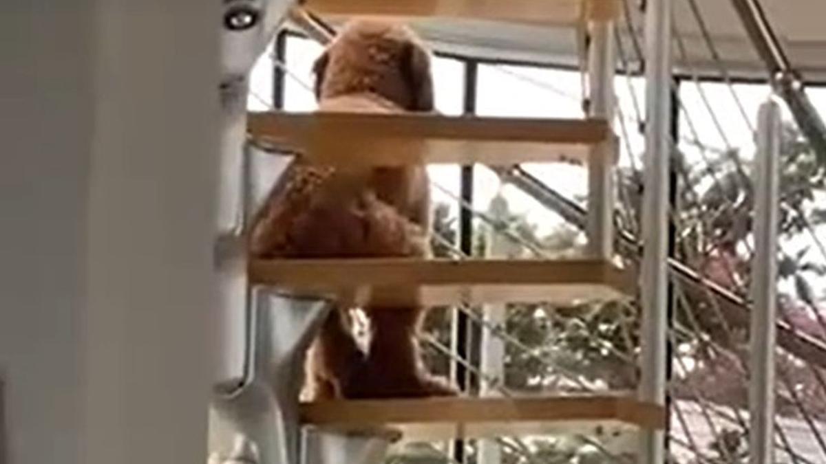 El perro, sentado en la escalera.