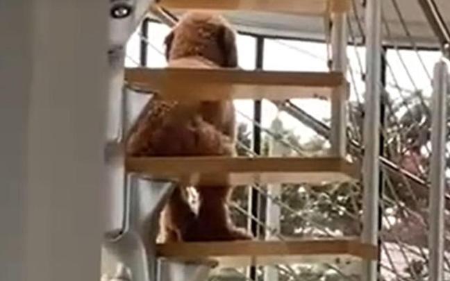 El perro, sentado en la escalera. / TikTok (@lawrencesky) El perro, sentado en la escalera.