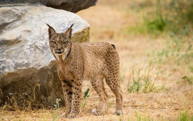 Imagen de un ejemplar de lince ibérico. Imagen de un ejemplar de lince ibérico.