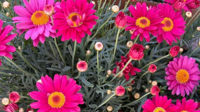 Las margaritas necesitan sol directo para crecer con fuerza.