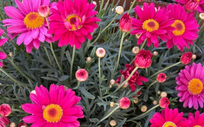 Las margaritas necesitan sol directo para crecer con fuerza.