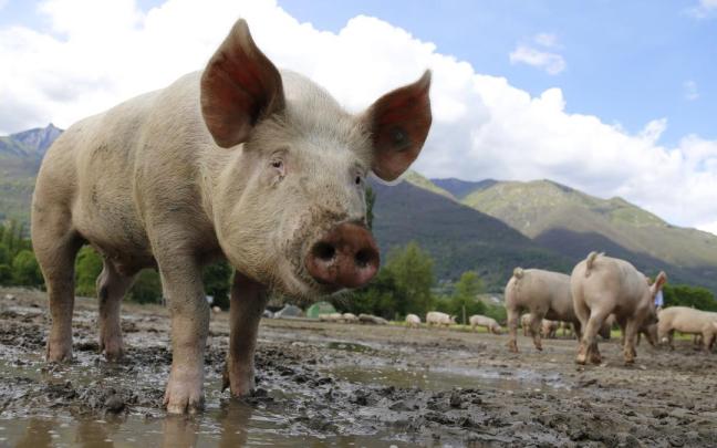 Imagen de archivo de un cerdo.