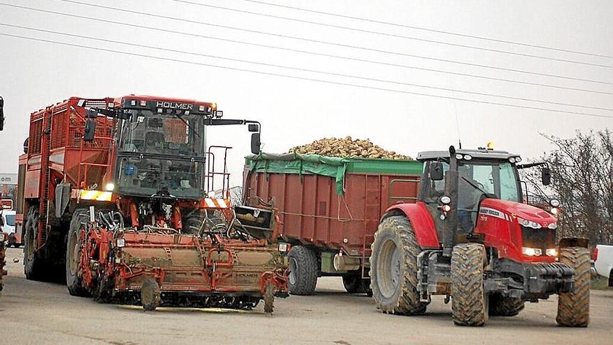 Máquina recolectora de remolacha junto a un tractor cargado. | FOTO: DNA