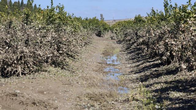 Imagen de zonas agrícolas afectadas por el tren de borrascas en Jerez de la Frontera (Cádiz)