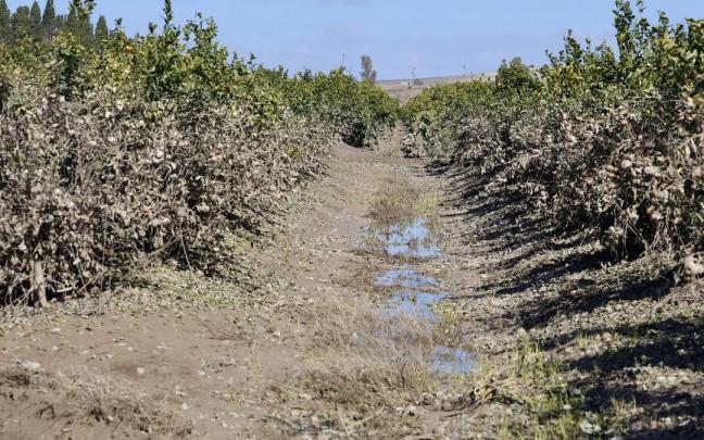 Imagen de zonas agrícolas afectadas por el tren de borrascas en Jerez de la Frontera (Cádiz)