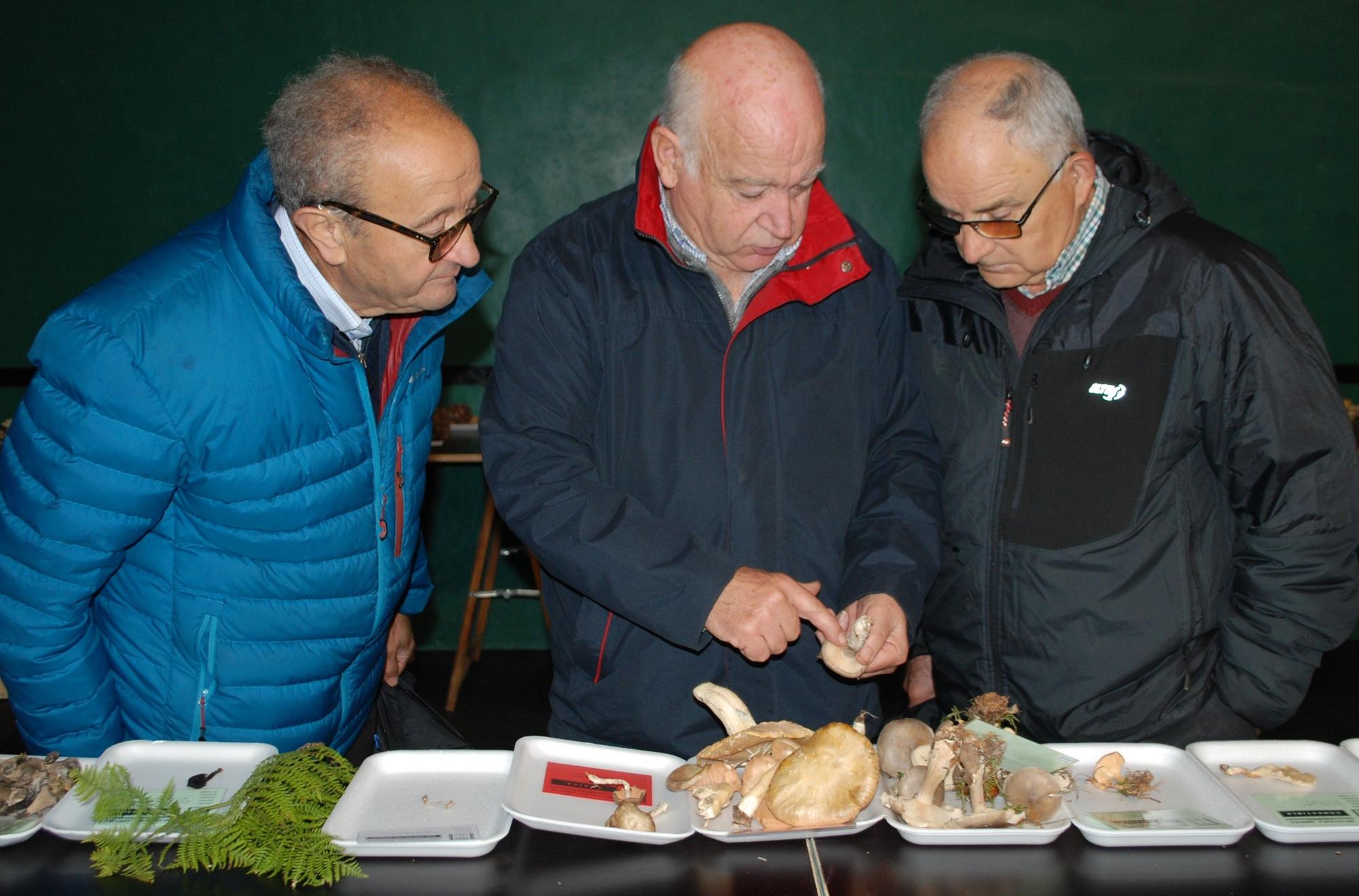 Varios aficionados a la micología viendo las diferencias entre la pardilla y la tóxica entoloma lividum