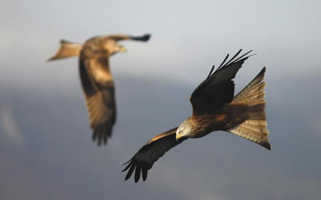 100 hegazti-espeziek baino gehiagok egiten dute habia udalerrian