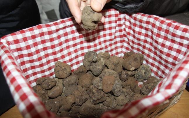 Trufas recolectadas en Metauten (Navarra).