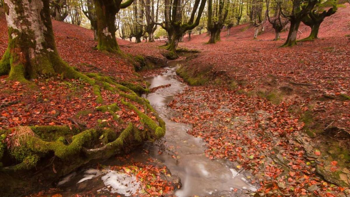 El Hayedo de Otzarreta es una de las maravillas naturales de Euskadi