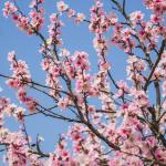 Cerezos en flor