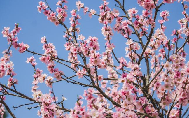 Cerezos en flor