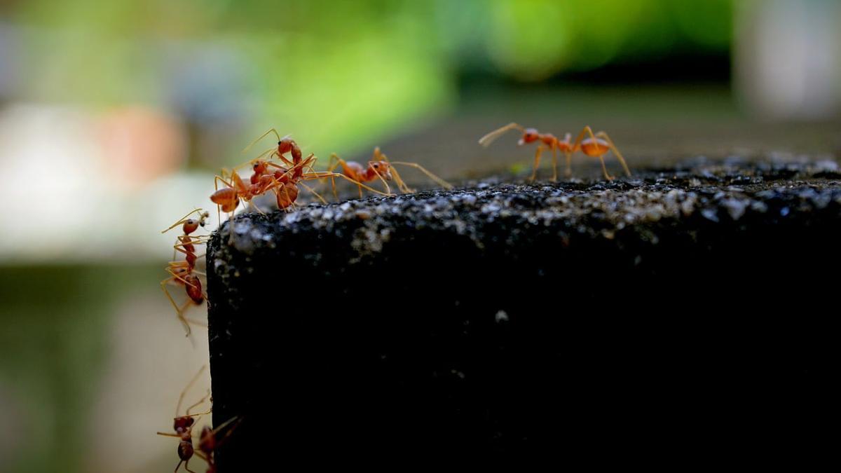 Hormigas rojas de fuego.