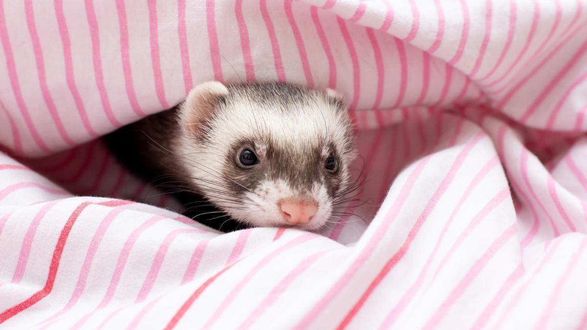 Los hurones son una mascota que llegó como animal de trabajo y ahora es un miembro más de la familia.