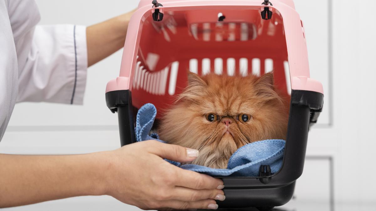 Un gato llega en su transportín a la mesa del veterinario.