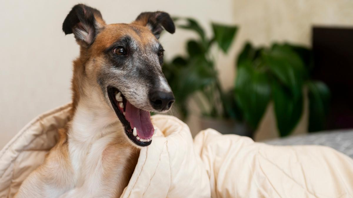 Los perros suele usar las mantas impregnadas de su olor para recuperarlo