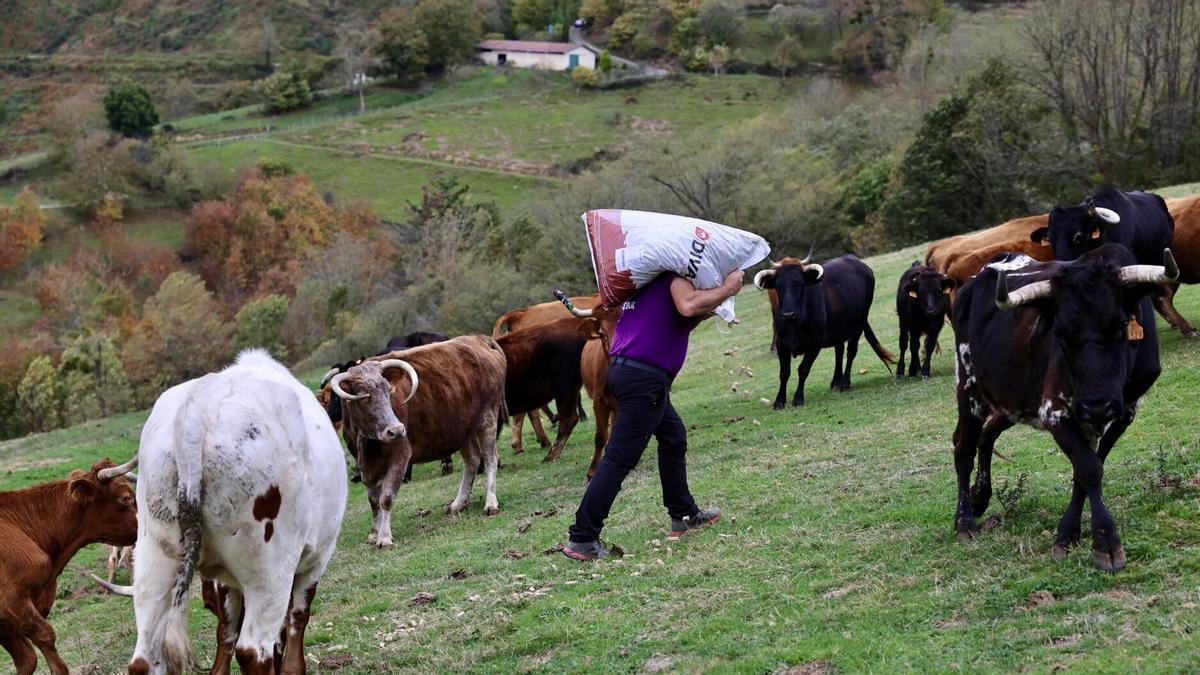 Un ganadero junto a sus vacas.