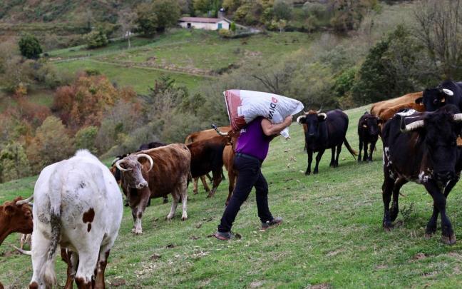 Un ganadero junto a sus vacas.