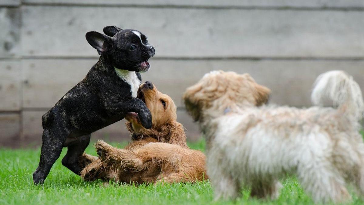 Las cinco razas de perro más difíciles de adiestrar, según la inteligencia artificial