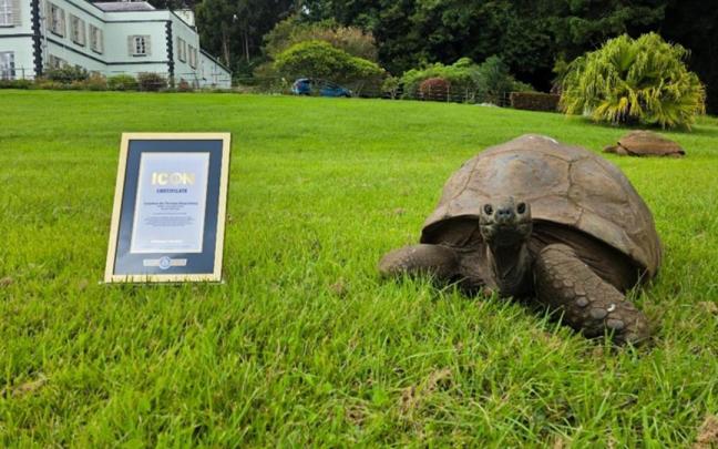 La tortuga Jonathan posa con su reconocimiento del Libro Guinness de los Récords