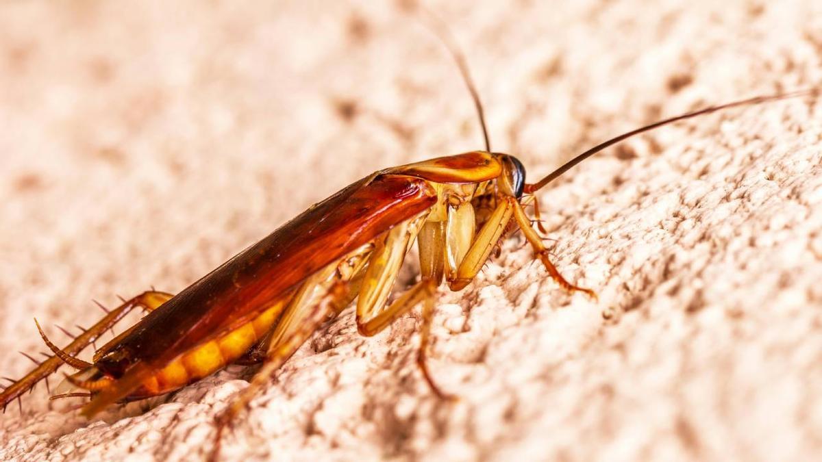 Imagen de una cucaracha