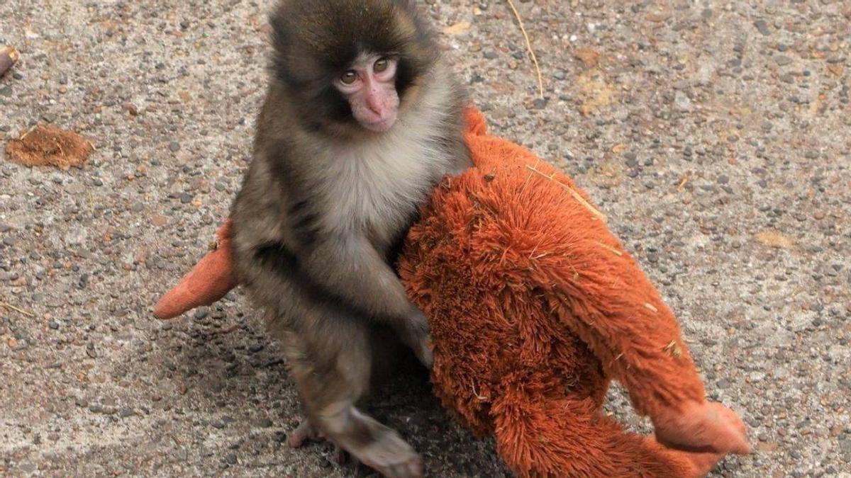 Punch con el orangután de peluche