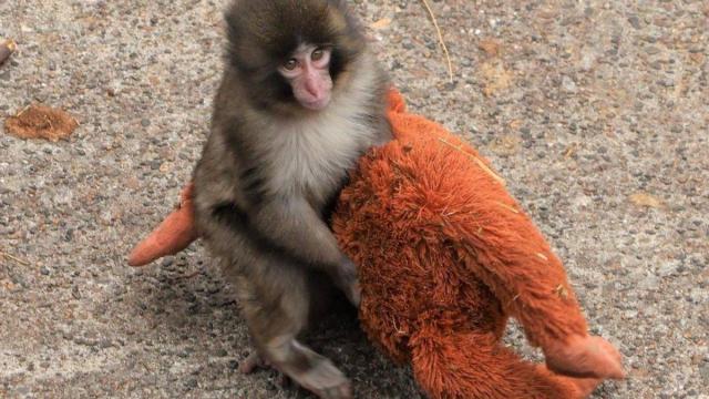 Punch con el orangután de peluche