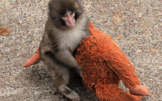 Punch con el orangután de peluche
