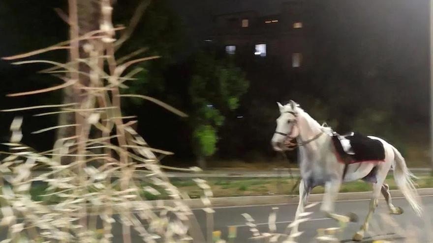 Uno de los caballos al galope en Roma.