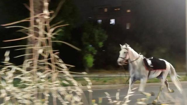 Uno de los caballos al galope en Roma.