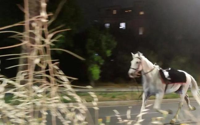 Uno de los caballos al galope en Roma.