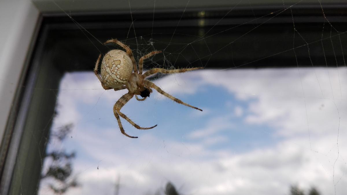 Una araña teje su telaraña en una ventana.