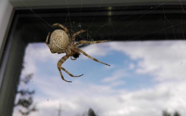 Una araña teje su telaraña en una ventana. Una araña teje su telaraña en una ventana.