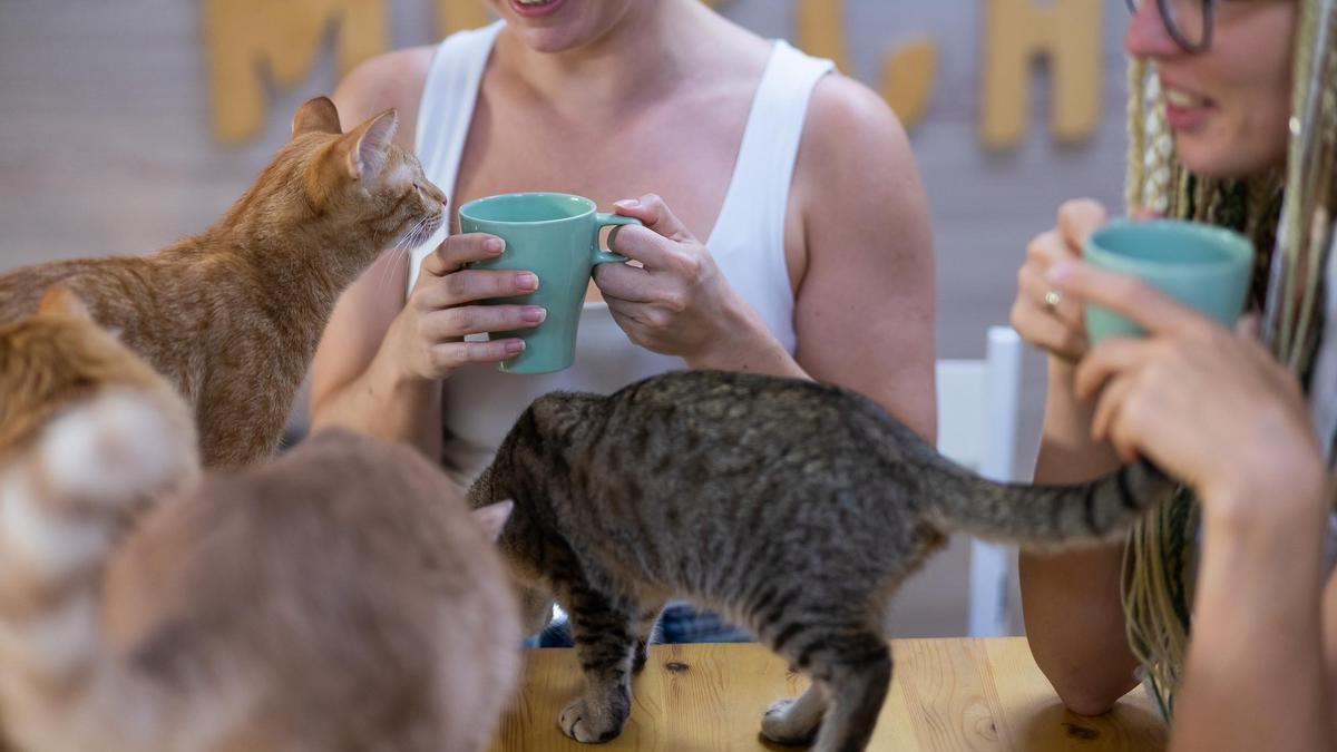 Unos gatos se acercan a dos visitantes de un cat café.