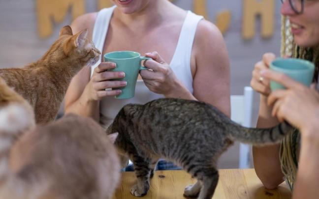 Unos gatos se acercan a dos visitantes de un cat café. / Freepik Unos gatos se acercan a dos visitantes de un cat café.